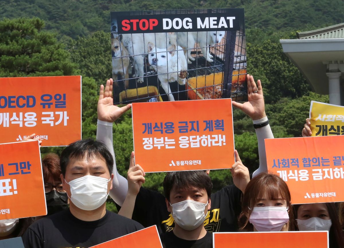▲韓國吃狗肉的習俗由來已久，近年因國際觀感及動物權意識興起而引起多次爭論，但仍未能根除。（圖／美聯社／達志影像）