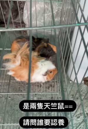 天竺鼠 ▲民眾發現天竺鼠遭人棄養。(圖/翻攝自臉書社團《爆料公社》)