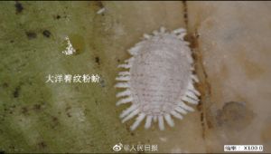 中國禁輸入台灣釋迦和蓮霧　國台辦公布「有害生物」照片
