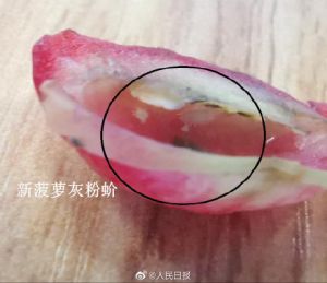 ▲台灣蓮霧被檢出的新菠蘿灰粉蚧。（圖／翻攝自微博）
