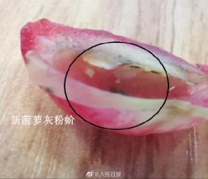 台灣蓮霧被檢出的新菠蘿灰粉蚧。(圖/翻攝自微博) ▲台灣蓮霧被檢出的新菠蘿灰粉蚧。(圖/翻攝自微博)