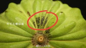 台灣釋迦被檢出可可花癭病菌。(圖/翻攝自微博) ▲台灣釋迦被檢出可可花癭病菌。(圖/翻攝自微博)