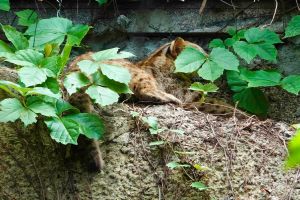 ▲用樹葉把自己遮好遮滿的石虎「小母」。（圖／台北市立動物園提供）