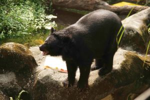 動物園釋出失敗照 攝影師控訴:水獺超難拍! ▲背光加上全身都黑黑的,很難拍到黑熊的表情。(圖/台北市立動物園提供)