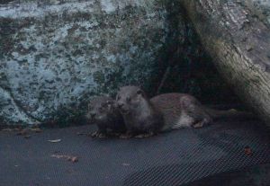 動物園釋出失敗照 攝影師控訴:水獺超難拍! ▲好不容易等到「金莎」帶著「青嶼」出來活動,但太陽已經下山了。(圖/台北市立動物園提供)