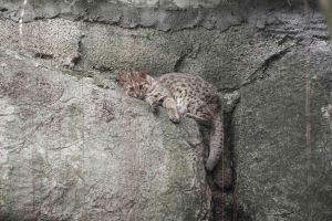 動物園釋出失敗照 攝影師控訴:水獺超難拍! ▲你看不到我!你看不到我!(幾乎和背景融在一起的石虎)(圖/台北市立動物園提供)