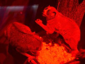 動物園釋出失敗照 攝影師控訴:水獺超難拍! ▲夜行性動物小懶猴因為燈光的關係,也列在難拍名單上。(圖/台北市立動物園提供)