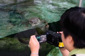 動物園釋出失敗照 攝影師控訴:水獺超難拍! ▲為了避免玻璃反光,攝影師必須將鏡頭盡量貼近玻璃。(圖/台北市立動物園提供)