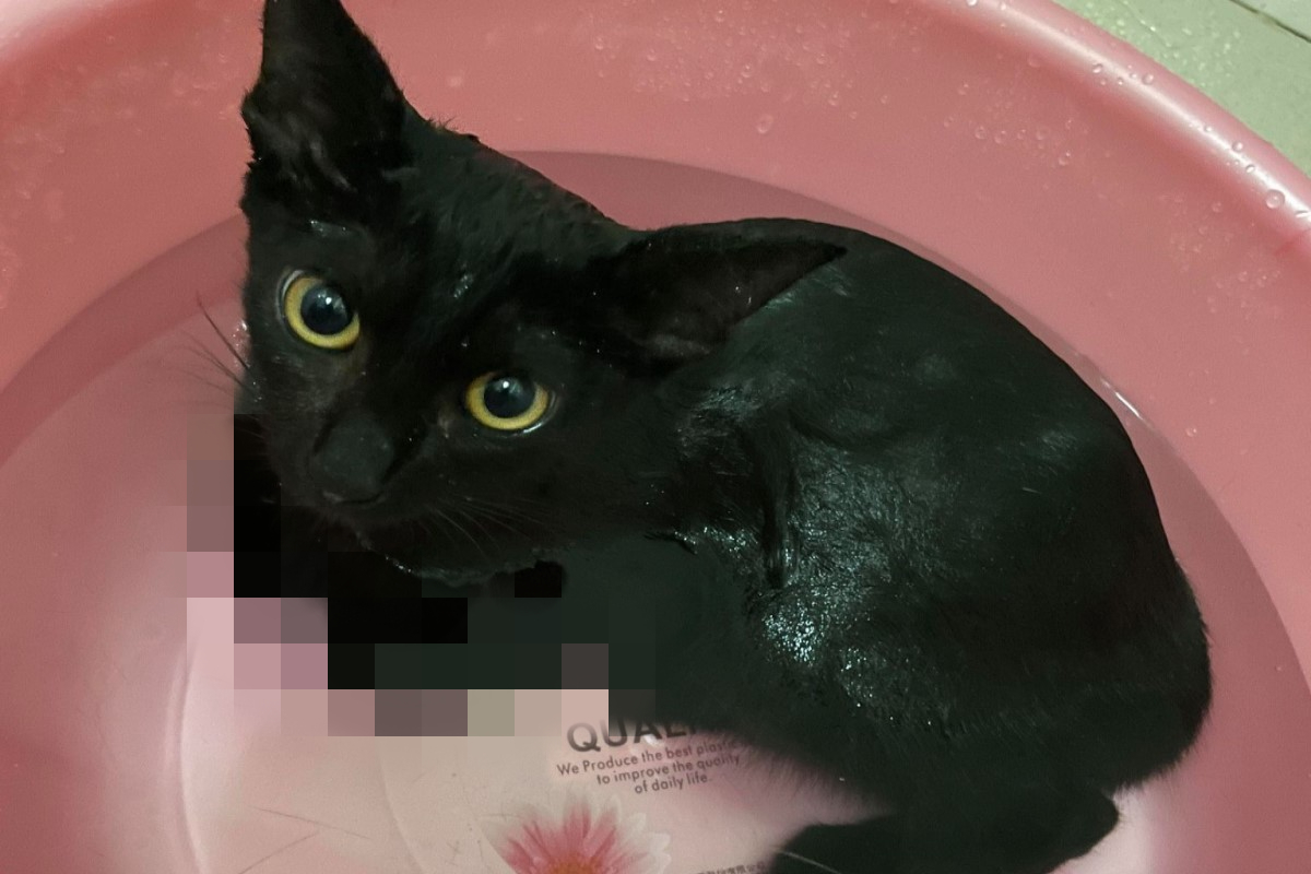 ▲網友家的黑貓第一次洗澡竟然會泡澡還折手手！（圖／網友Jamie Wang授權提供）