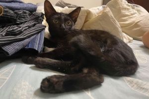 ▲網友Jamie日前領養了一隻4個多月大的小黑貓「王玉女」。（圖／網友Jamie Wang授權提供）