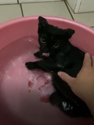 ▲沒想到牠貓生第一次洗澡，完全沒躁動而且還自己躺下！（圖／網友Jamie Wang授權提供）