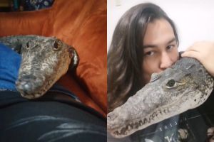 沼澤貓向主人撒嬌 估溜大眼直視:摸偶!