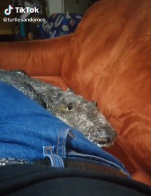 ▲這天主人躺在沙發上休息，鱷魚也想湊一腳。（圖／TikTok帳號turtlesandcrocs）