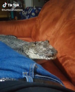 沼澤貓向主人撒嬌 估溜大眼直視:摸偶! ▲把拔~偶來了!(圖/TikTok帳號turtlesandcrocs)
