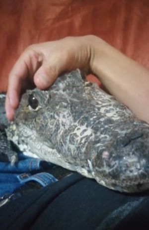 沼澤貓向主人撒嬌 估溜大眼直視:摸偶! ▲根本是黏人的沼澤貓無誤!(圖/TikTok帳號turtlesandcrocs)