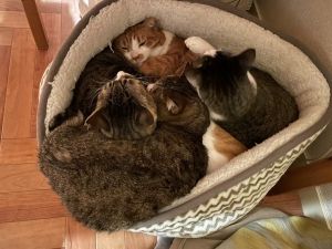 ▲推主家養了四隻貓咪，平時牠們感情很好都會聚集在一起。（圖／twitter帳號mitoconcon）
