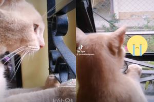 奶油貓站窗前直盯屋外　網友一看嘆：多麼痛的領悟！
