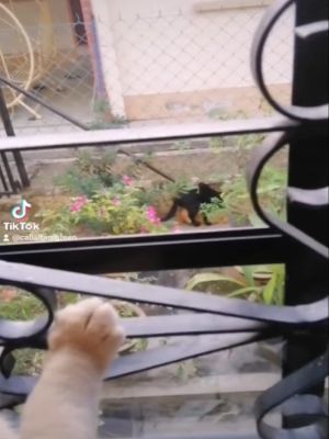 ▲原來是一隻黑貓正在與一隻橘貓在花園裡「恩愛」。（圖／tiktok帳號cabaibirdgreen）