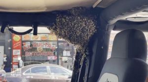 ▲澳洲一名男子下車購物，回到車上竟意外發現車內居然聚集了整群蜜蜂。（圖／翻攝自《9NEWS》）