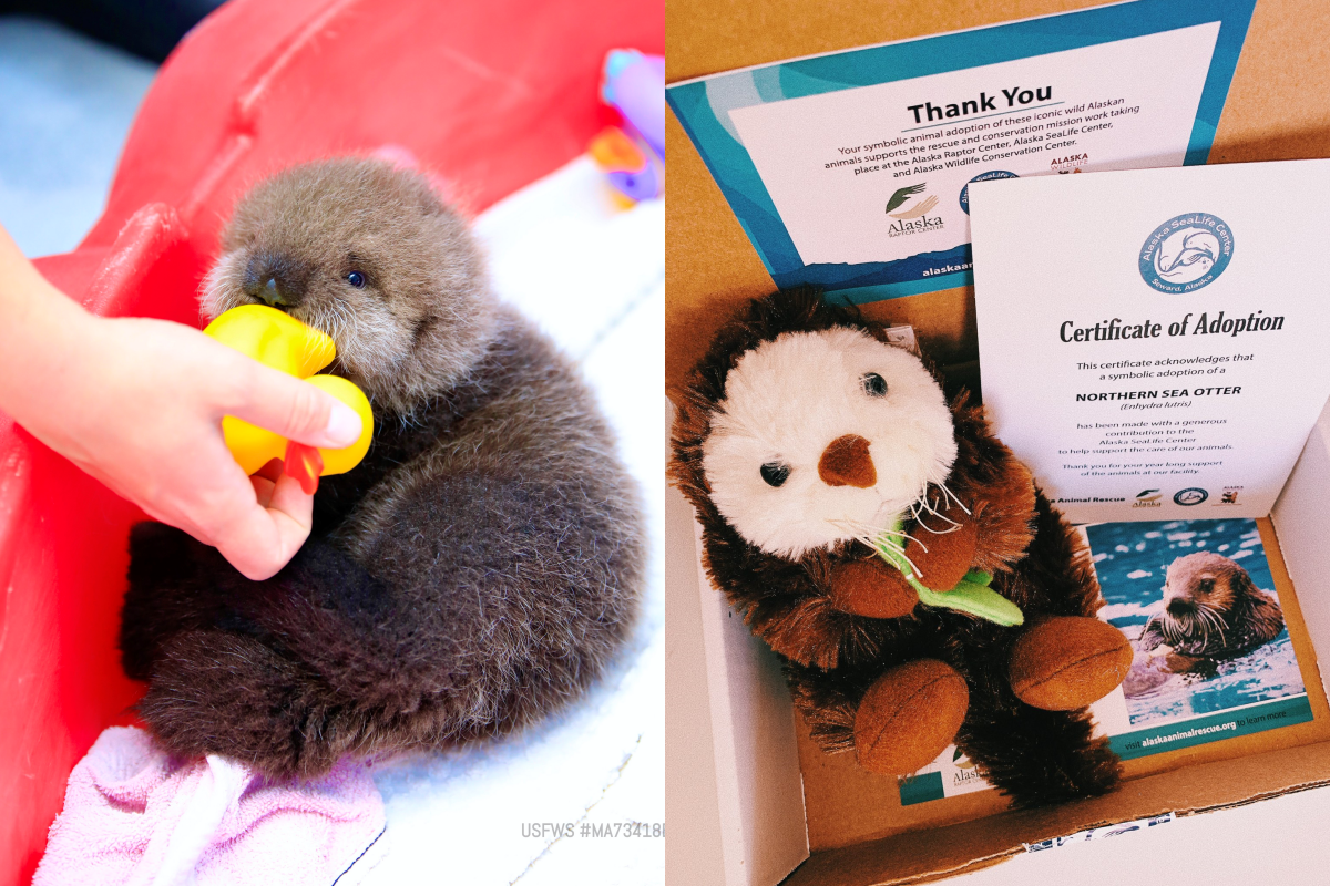 日本網友捐款領養美國小海獺，圓滾滾的模樣可愛到不像真的！（圖／Twitter帳號：unonnon）