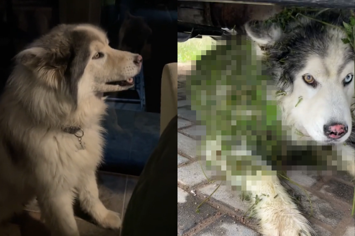 二哈跑去不該去的地方，返回模樣讓飼主超無奈！（圖／TiKTok帳號：medogsnmore）