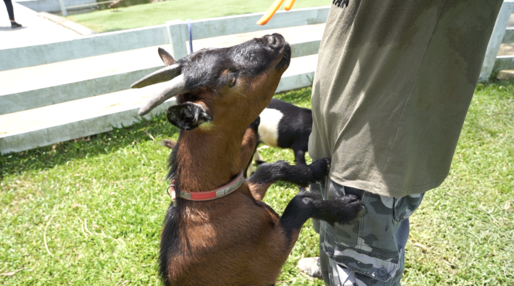 跳跳羊撒嬌賣萌 調皮過頭險摔跤。(圖／NOWnews )