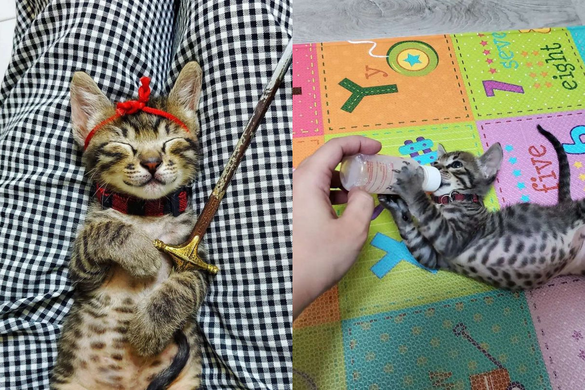 饞貓寶寶緊抱著空奶瓶不放！（圖／網友LuLu Chen授權提供） 