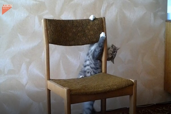 影／虎斑貓花式翻滾攻擊椅子　網笑：可以比奧運體操了！