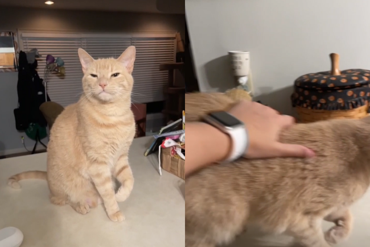 國外一隻橘貓突然被奴才發現跛腳，原來背後有隱情！（影／美聯社AP+Caters TV MRSS）