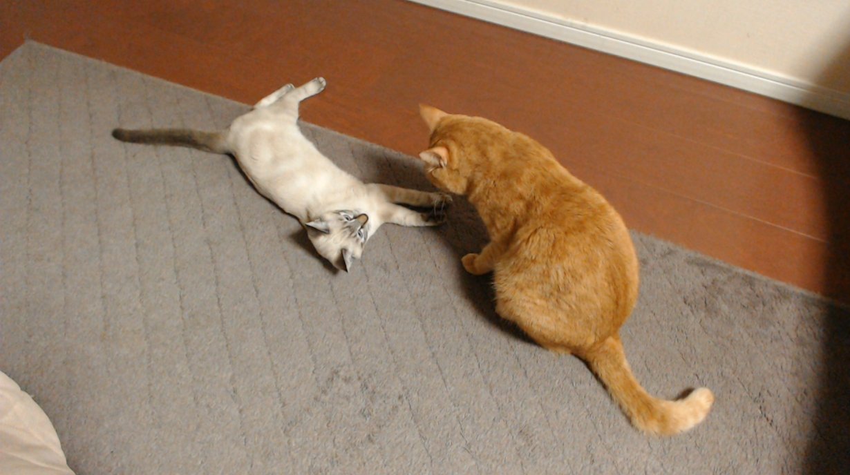 網友家養有兩隻貓咪，左邊為Karin、右邊為Taruto。（圖／Twitter帳號：papeushikaeru）