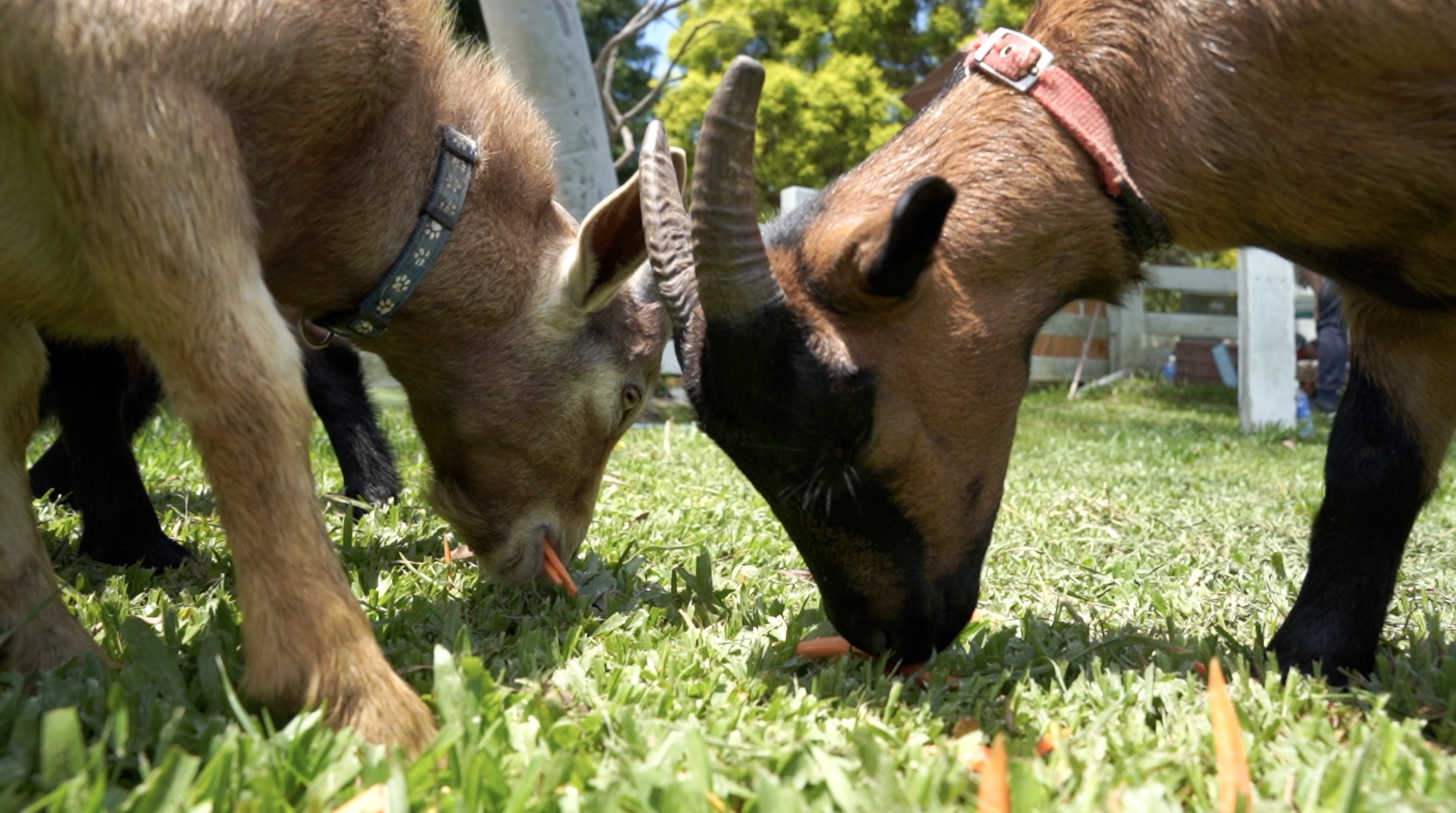 跳跳羊悠閒地在草原中吃著草。(圖／NOWnews )