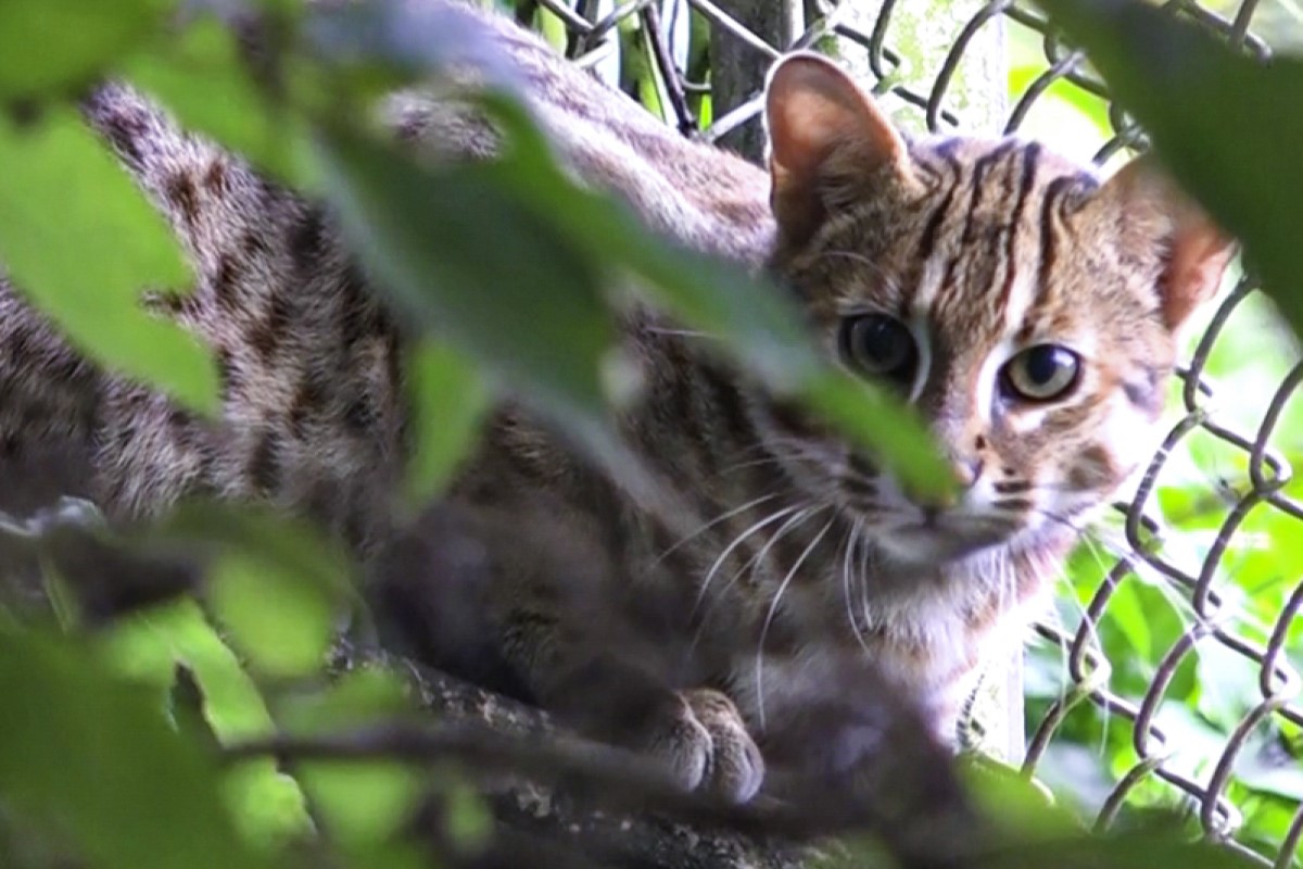 小石虎將在臺北市立動物園亮相，邀請網友們一起為牠選名子！（圖／臺北市立動物園授權提供）