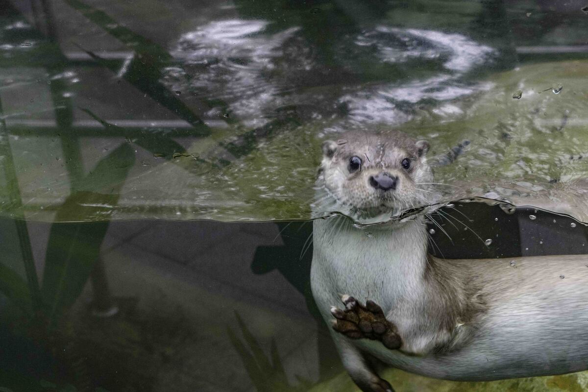 水獺動作敏捷，讓動物園攝影師拍照下了很多苦功。（圖／臺北市立動物園提供）