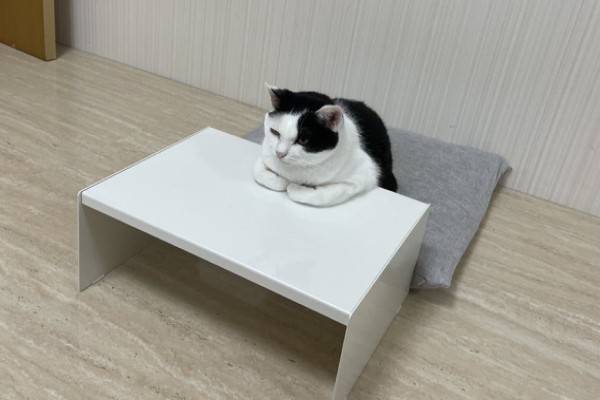 黑白貓小桌前折手手端坐　奴笑：能聊聊心事嗎？