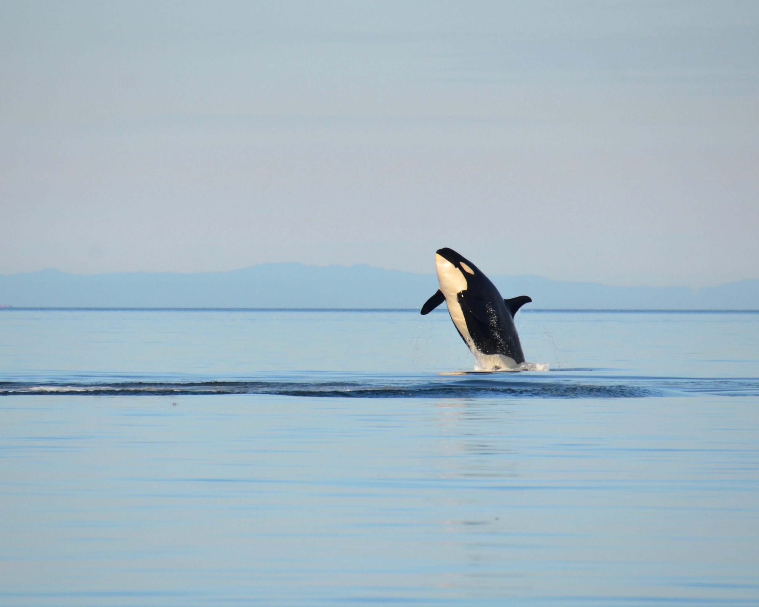 基斯卡因此被封為「世界上最孤獨的虎鯨」。（圖／Shutterstock）