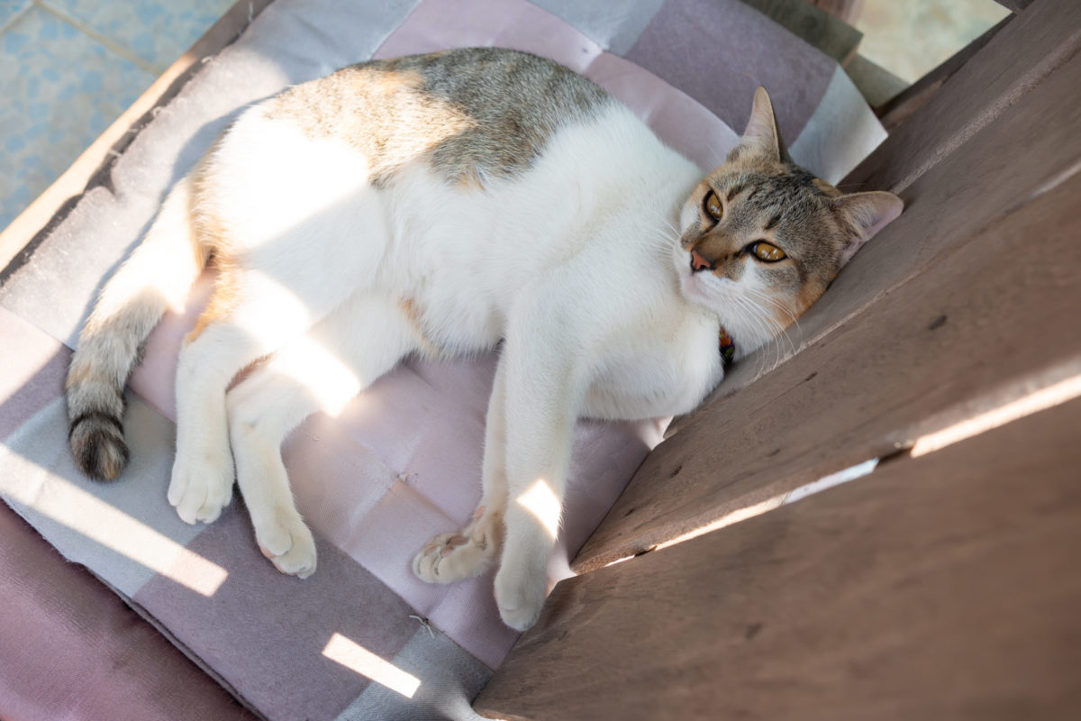 獸醫告訴你讓浪貓適應有家生活的撇步！（圖／Shutterstock）