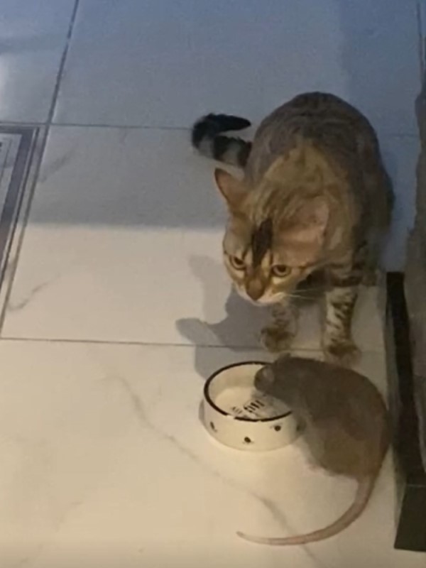 影／貓咪喝水竟被老鼠霸占阻撓　牠一臉無奈：偶的碗！