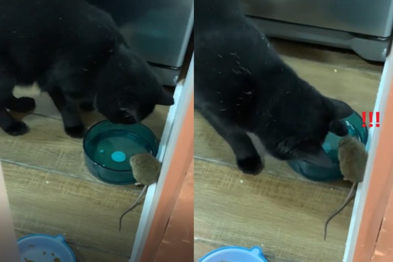黑貓發現一隻小老鼠正在水碗旁喝水，竟然伸手摸摸牠！（圖／IG帳號simonel.gato）