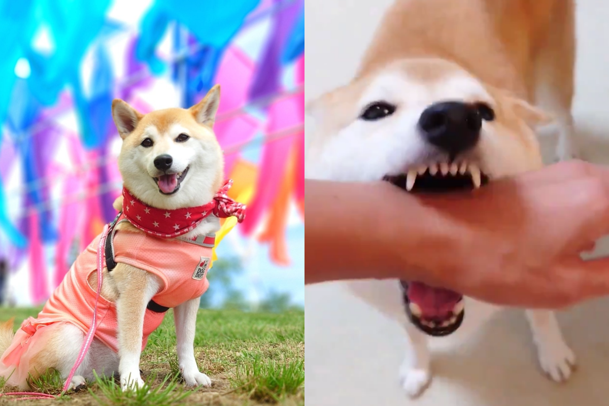 柴犬歡迎人類回家，暴風搖尾外每個人都要被咬一口！（圖／Twitter帳號：shiba_charmy） 
