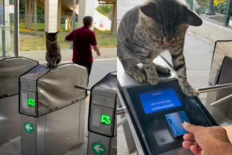 貓站長占據驗票閘門　不滿網友偷摸貓掌回擊：先刷卡啦！
