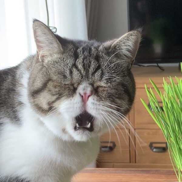 貓咪吃貓草竟露誇張表情　網一看笑翻：大事不妙了！