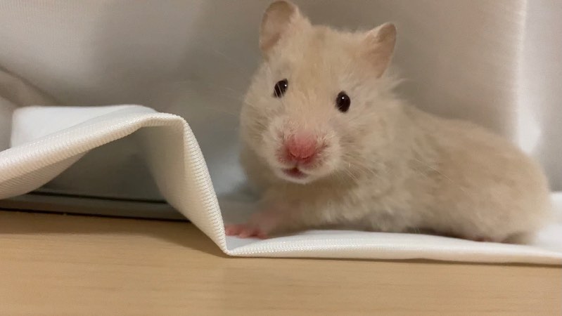 這是今天的鼠主角「莉美」！（圖／Instagram帳號：yuriri._.par）