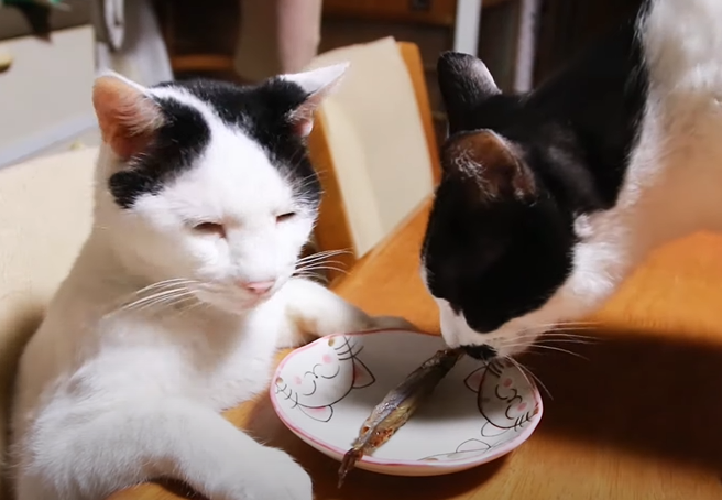 連其他貓來嗅牠的食物都不為所動。（圖／Youtube帳號：かご猫 Blog）