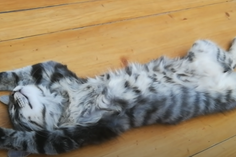 創作者教學如何讓貓瞬間睡著，他摸這處後立即有效！（圖／Youtube帳號：Tomy Lee Cat）