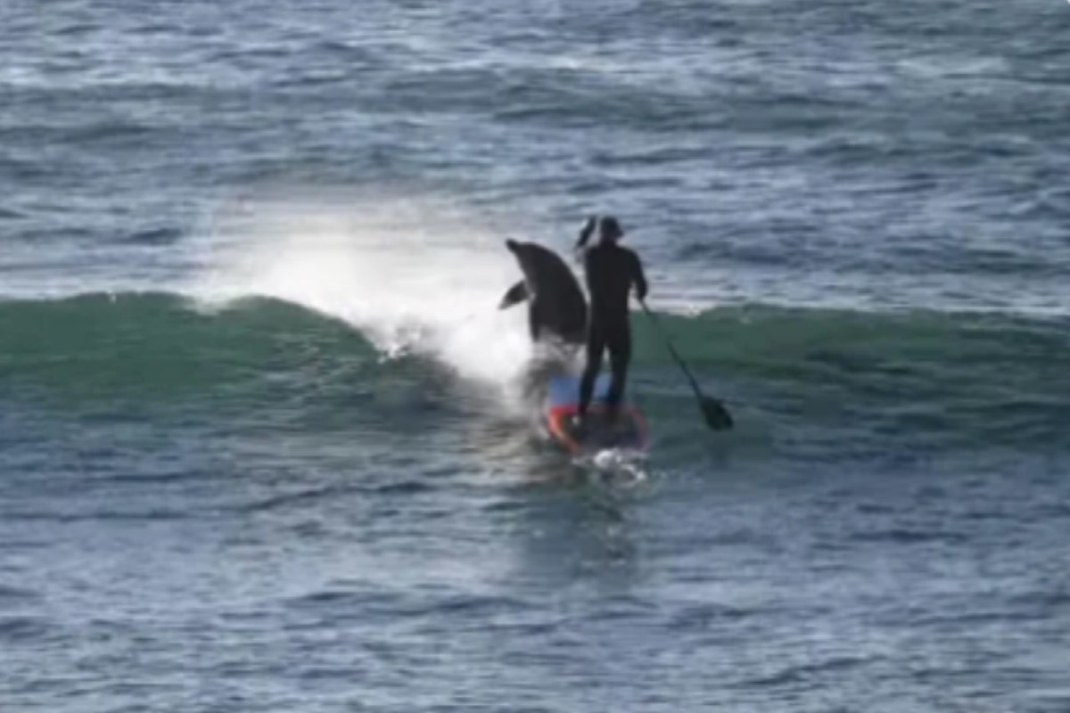 國外一名男子練習立槳衝浪時，竟遭野生海豚撞飛！（圖／IG帳號lubricatedsurf）