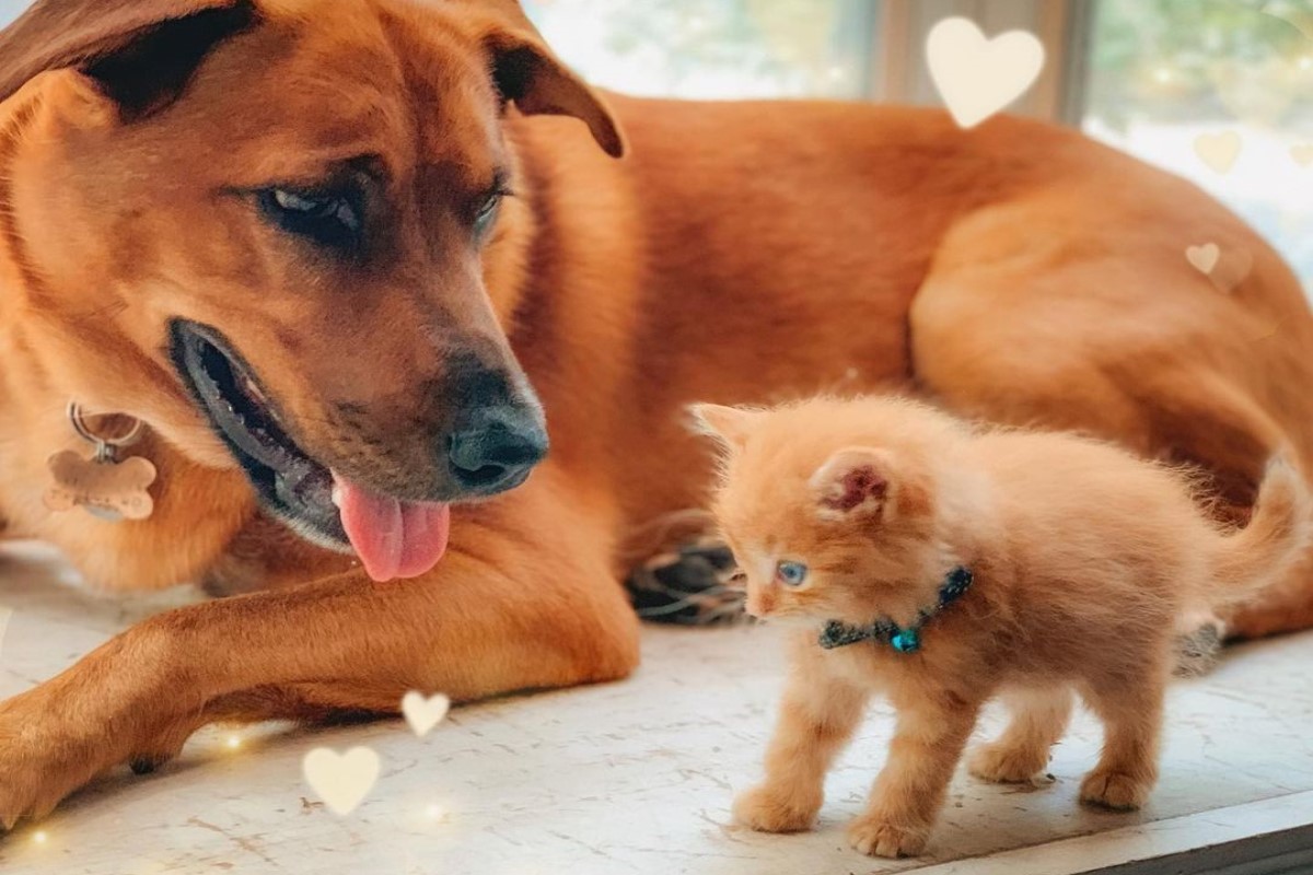 狗狗對小橘貓一見鍾情，將牠當成自己的小孩一樣照顧！（圖／IG帳號fourjollypets）