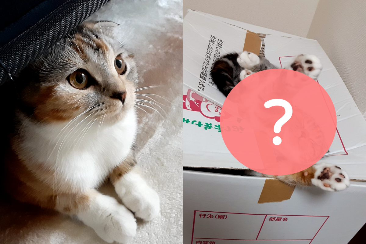 貓咪安然熟睡，姿勢卻像誤入陷阱般讓人超迷惑！（圖／Twitter帳號：p6JBph4w9F3B1Oc） 