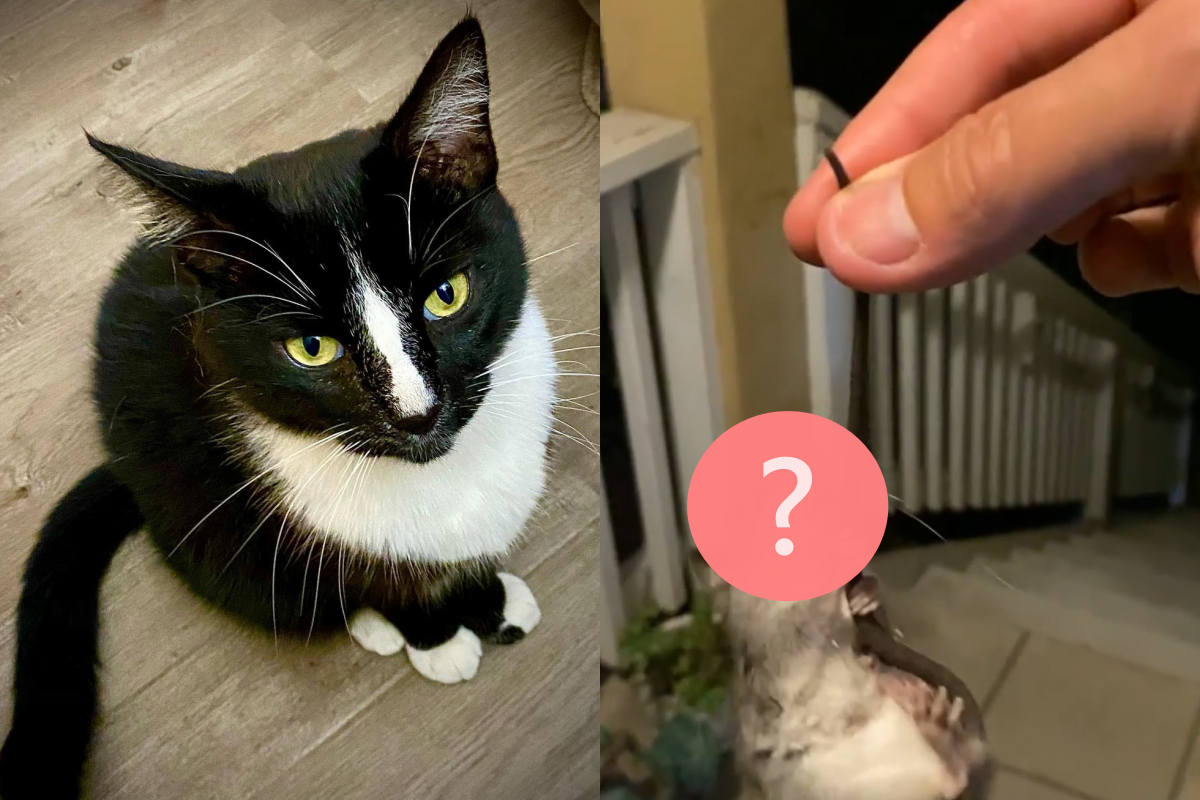 貓咪送禮竟然帶回一隻活體老鼠！（圖／Instagram帳號：tomposs21） 