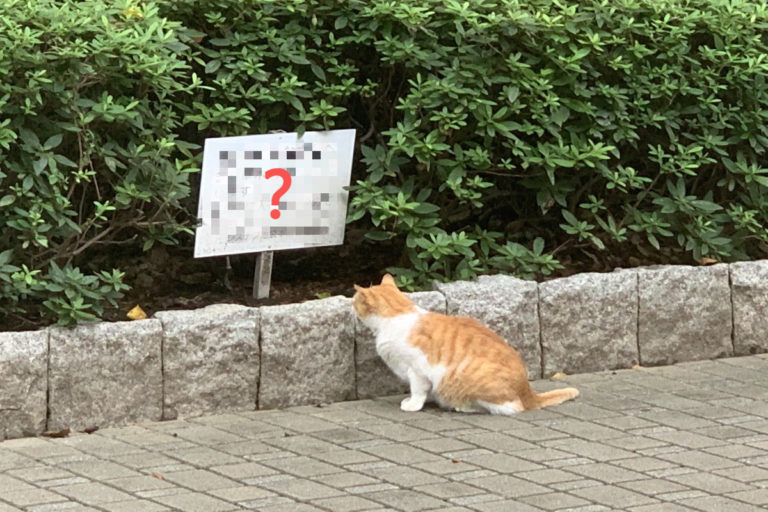 公園裡有一隻橘白貓盯著花圃裡的告示牌。（圖／twitter帳號furuta_katsumi）