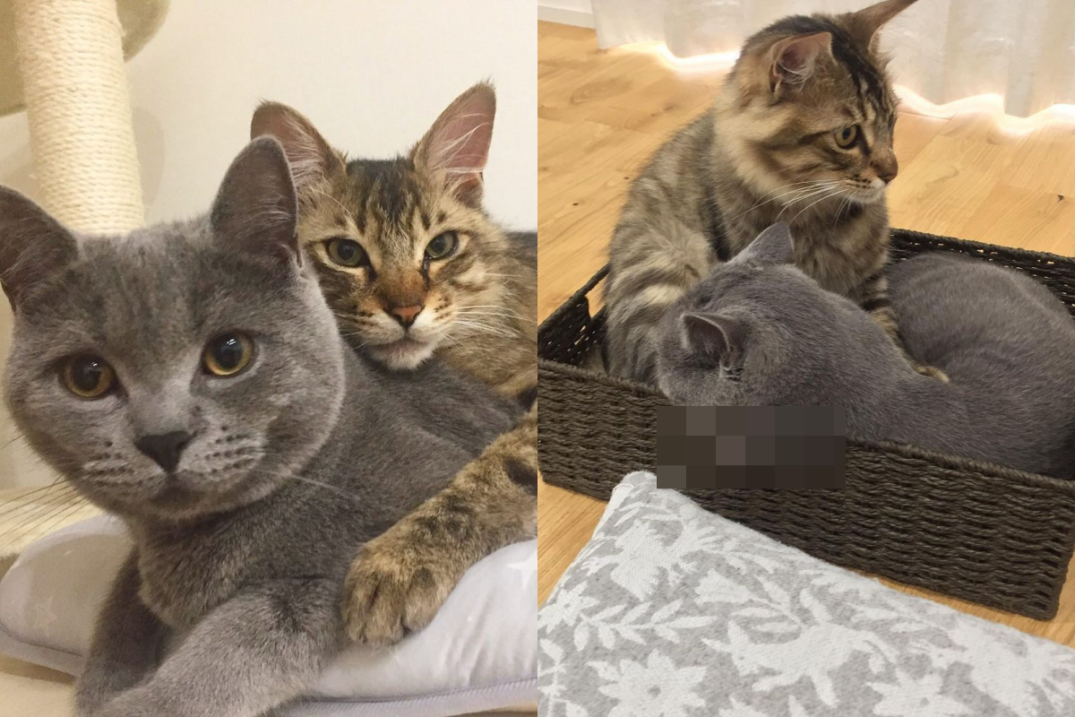 虎斑貓一屁股坐進已有住戶的箱子，肉都從盒旁溢出來了！（圖／Instagram帳號：sa.burooo） 